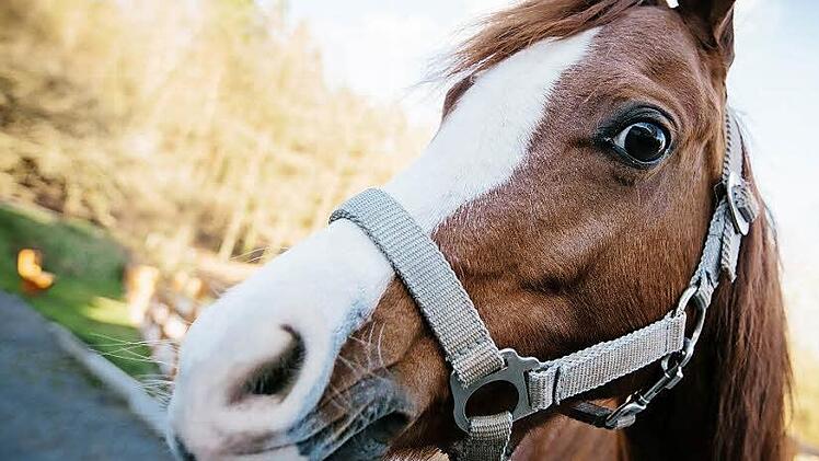Dieses Pony mit dem Spitznamen "Zwiebel" lebt auf einem Küpser Reiterhof. Im Ponykarussell wird es nicht eingesetzt, geritten schon. Foto: Hendrik Steffens
