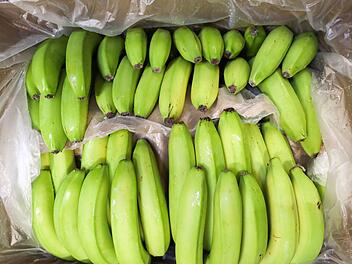 Kokain in Bananenkisten entdeckt: Teilweise schon in den Supermarkt geliefert