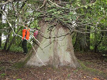 Diese 130 Jahre alte Flatterulme fällt durch ihre ausgeprägten Brettwurzeln auf. Benedikt Herzig