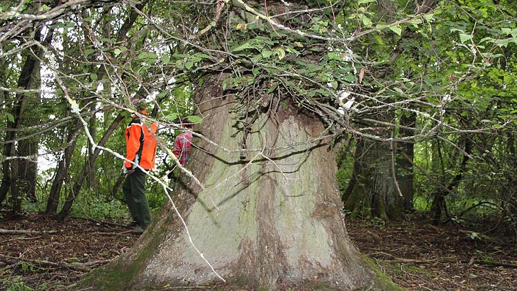 Diese 130 Jahre alte Flatterulme fällt durch ihre ausgeprägten Brettwurzeln auf. Benedikt Herzig
