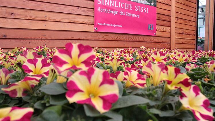Als "Herzkönigin des Sommers" wird die "Sinnliche Sissi" auf den Plakaten angekündigt.  Foto: Andreas Schmitt
