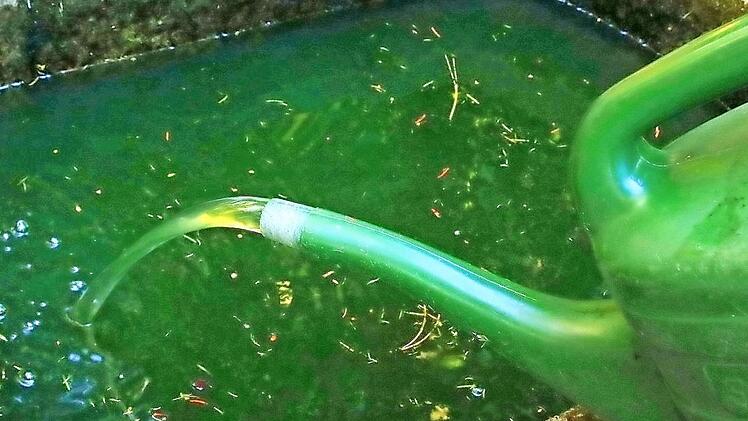 Das Gießwasser aus den Schöpfbrunnen des neuen Friedhofes in Forchheim ist durch das Algenwachstum grün. Und es riecht übel.  Fotos: J. Hofbauer