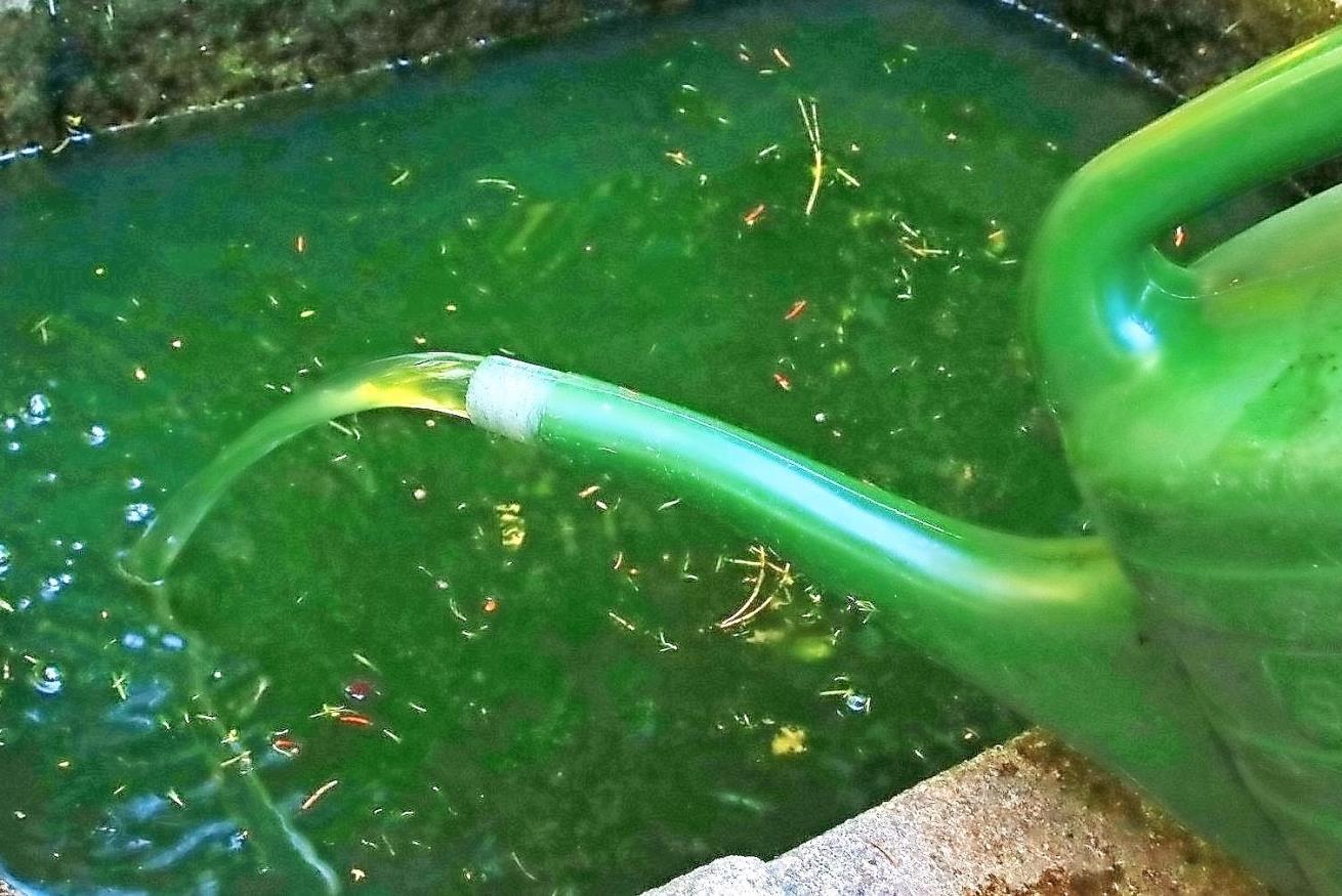 Gießwasser stinkt gottserbärmlich