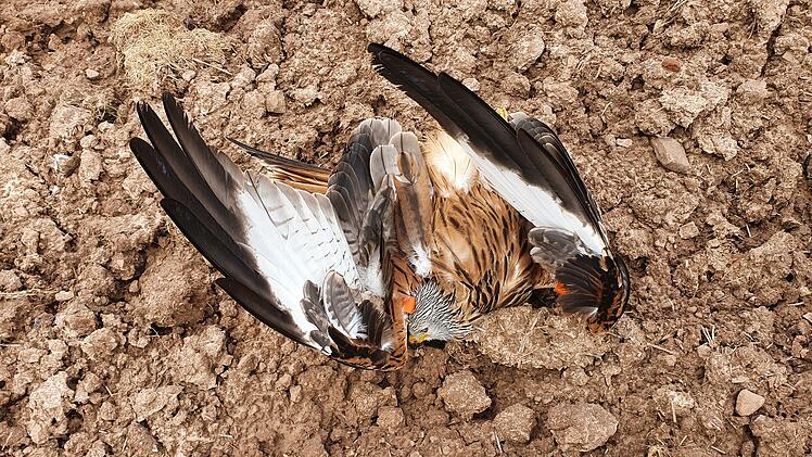 Drei tote Rotmilane und ein Kolkrabe wurden rund um Diebach und Untereschenbach gefunden.  Inzwischen haben Untersuchungen ergeben, dass sie  zum Teil an einer Carbofuran-Vergiftung verendeten. Foto: Archiv/G.Zieger