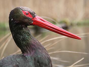 Der Schwarzstorch ist in Deutschland besonders geschützt - das gilt allerdings nicht für ausgestopfte Exemplare wie auf dem Bild. Foto: Ulrike Müller
