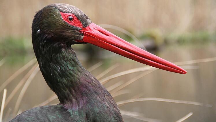 Der Schwarzstorch ist in Deutschland besonders geschützt - das gilt allerdings nicht für ausgestopfte Exemplare wie auf dem Bild. Foto: Ulrike Müller