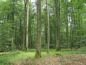 Der Gemeinderat Rauhenebrach hat gegen die Ausweisung des geschützten Landschaftsbestandteils "Hohe Buchene Wald" Widerspruch eingelegt und sieht sich nun durch das von der Regierung von Oberfranken eingeleitete Aufhebungsverfahren in seiner Rechtsauffassung bestätigt.