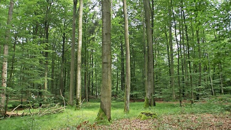 Der Gemeinderat Rauhenebrach hat gegen die Ausweisung des geschützten Landschaftsbestandteils "Hohe Buchene Wald" Widerspruch eingelegt und sieht sich nun durch das von der Regierung von Oberfranken eingeleitete Aufhebungsverfahren in seiner Rechtsauffassung bestätigt.