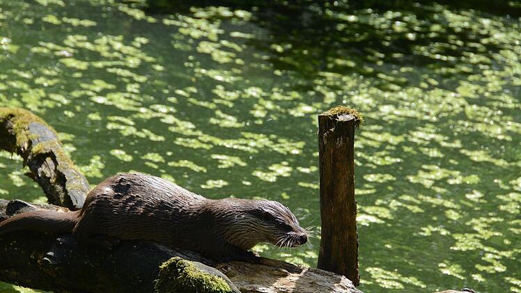 Fischotter begeistern mit ihrer bühnenreifen Show und Lebendigkeit. Foto: Elisabeth Assmann