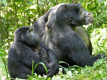 Berggorillas in Uganda