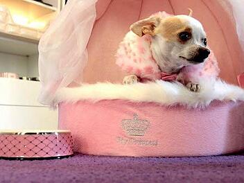 Bei "Wuff zieht Hunde an" in Unterhaching gibt es exklusivste Accessoires für den Hund. Wie hier das rosafarbene "My Princess" aus der Kollektion von Prinzessin von Hohenzollern. Foto: Christian Bauriedel