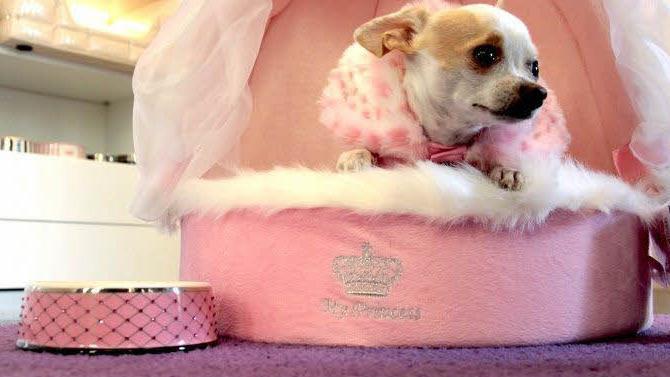 Bei "Wuff zieht Hunde an" in Unterhaching gibt es exklusivste Accessoires für den Hund. Wie hier das rosafarbene "My Princess" aus der Kollektion von Prinzessin von Hohenzollern. Foto: Christian Bauriedel