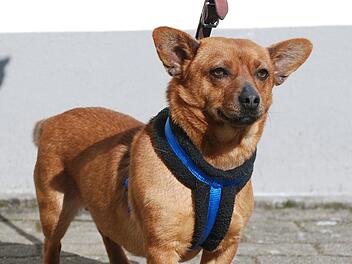 Eiun &bdquo;Rohdiamant&ldquo; auf Dackelbeinen