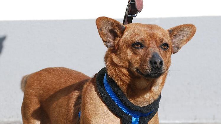 Eiun &bdquo;Rohdiamant&ldquo; auf Dackelbeinen