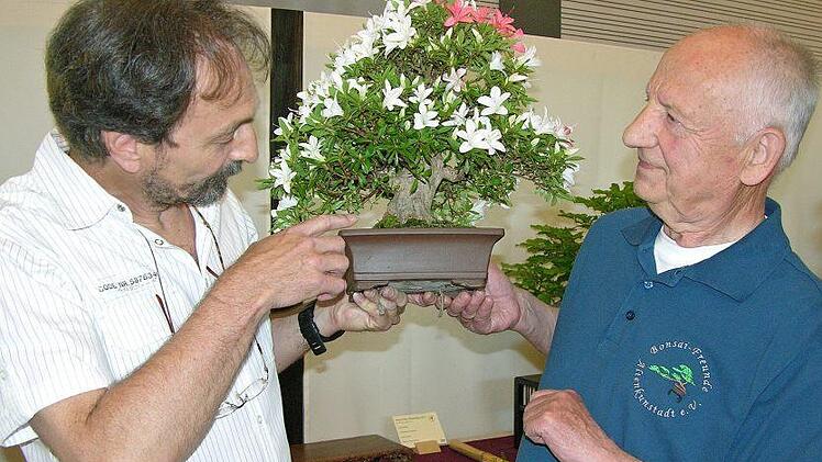 Gemeinsam begutachten Vereinsvorsitzender Peter Schardt (Burgkunstadt) und Dieter Weber (Coburg) die während ihrer Blütezeit von Weiß auf Rot wechselnde japanische Azalee. Foto: Klaus Oelzner
