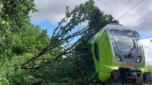 Wrist/Schleswig-Holstein: Zug f&auml;hrt in Baum auf Oberleitung