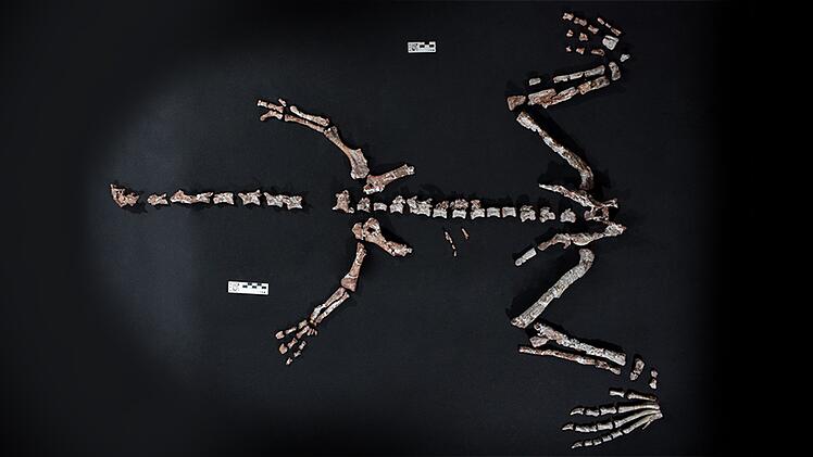 Einer der ältesten Dinosaurier in Argentinien gefunden
