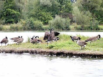 Refugium Oberauhof: Drei Dutzend Kanadagänse fühlen sich an der Kieswäsch pudelwohl - und bereiten Probleme. Fotos: Jochen Nützel/Katrin Geyer