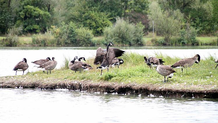 Refugium Oberauhof: Drei Dutzend Kanadagänse fühlen sich an der Kieswäsch pudelwohl - und bereiten Probleme. Fotos: Jochen Nützel/Katrin Geyer