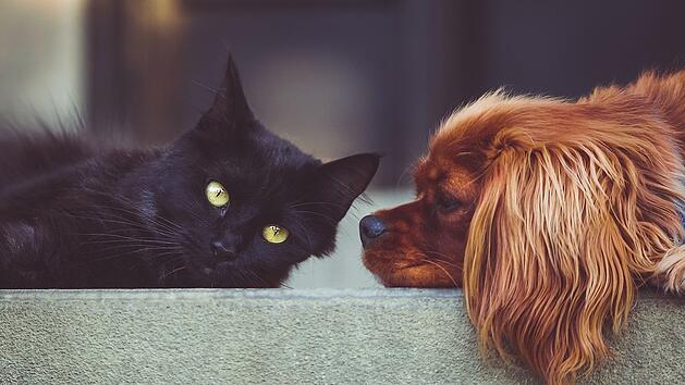 Nicht überraschend: Hund und Katze sind weiterhin die beliebtesten Haustiere der Deutschen.