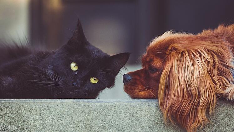 Nicht überraschend: Hund und Katze sind weiterhin die beliebtesten Haustiere der Deutschen.