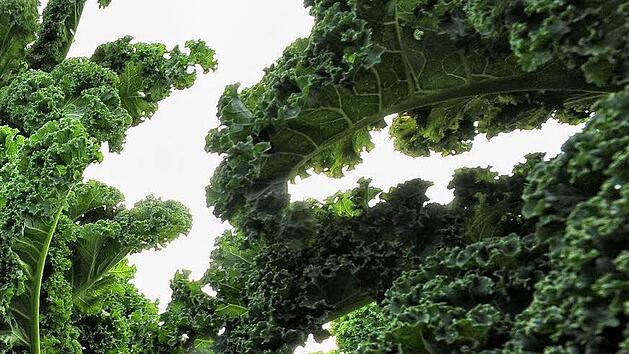 Erntereifer Gr&uuml;nkohl Foto: dpa, Peter Steffen