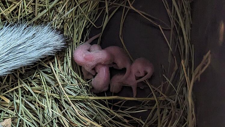 Tiergarten N&uuml;rnberg freut sich &uuml;ber Nachwuchs einer besonderen Tierart