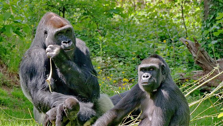 Gorillas im Tiergarten Nürnberg