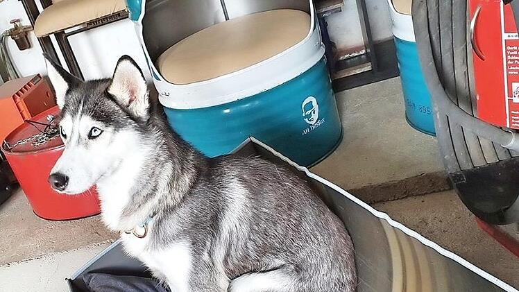 Husky Kyra fühlt sich wohl im neuen Bett.