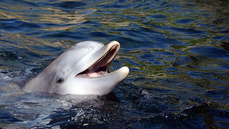 N&uuml;rnberg: Delfinweibchen in Tiergarten eingezogen - so geht es D&ouml;rte in ihrem neuen Zuhause