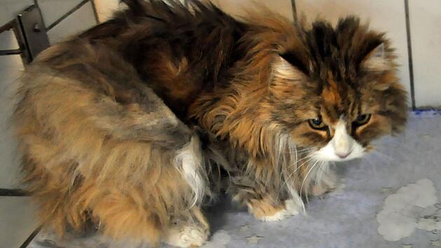 Tierheim Hof: Katze einfach in Karton auf Friedhof ausgesetzt - "Waren sprachlos"