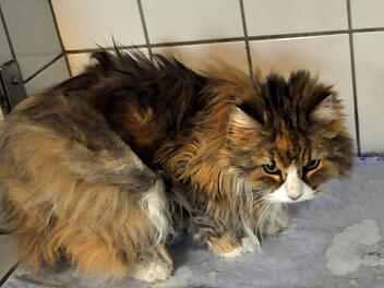 Tierheim Hof: Katze einfach in Karton auf Friedhof ausgesetzt - "Waren sprachlos"