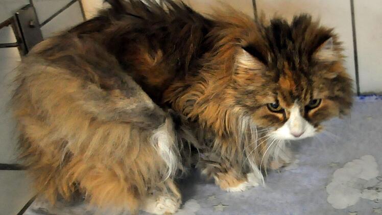 Tierheim Hof: Katze einfach in Karton auf Friedhof ausgesetzt - "Waren sprachlos"