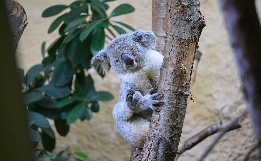 Neues Koala-M&auml;nnchen im Zoo Dresden