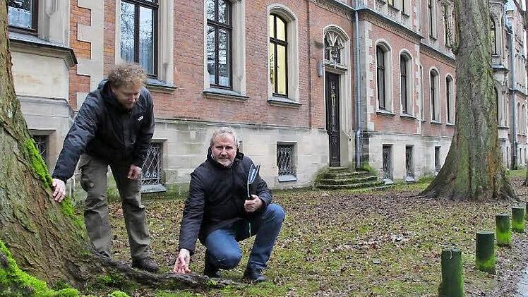Die fünf Pappeln in der Allee hinter dem Arbeitsgericht müssen gefällt werden. Durch Schäden am Stammfuß und Windbruch in den Kronen ist die Standsicherheit nicht mehr gewährleistet, wie Grünflächenamtschef Bernhard Ledermann (rechts) und Stephan Just erläutern. Fotos: Ulrike Nauer