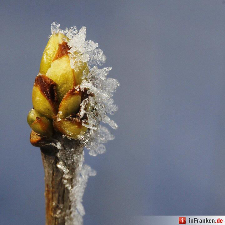 Eis und Schnee in Franken - die schönsten Winterleserfotos