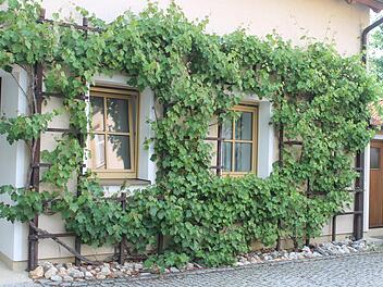 Weinrebe als Fensterumrandung. Foto: Jupp Schröder