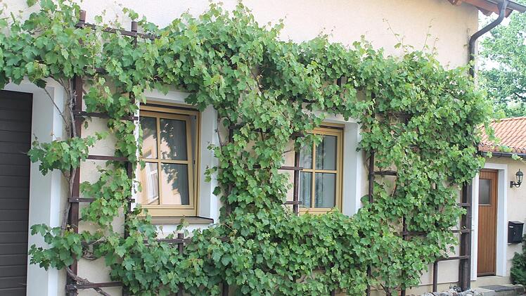 Weinrebe als Fensterumrandung. Foto: Jupp Schröder