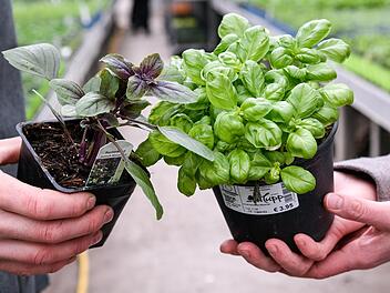 Die Gartensaison lässt sich nicht einfach verschieben. Bei einer Inzidenz über 200 müssten aber - den am Mittwoch von der Bayerischen Regierung verkündeten Regeln nach - auch Pflanzenmärkte wieder schließen. Symbolbild: Thomas Obermeier/Archiv