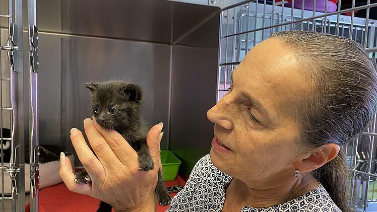 Tierheim-Leiterin Ursula Boehm mit Teddy, dem jüngsten Zuwachs auf der Katzenstation.