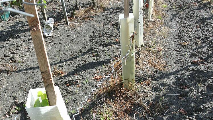 Weiß umhüllt und geschützt sind die jungen Reben, die die Schmitts 2012 neu pflanzen mussten. Nachdem der Unbekannte auch da zweimal zugeschlagen hatte.