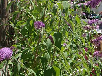 Die Buddleja alternifolia, der schmalblättrige oder überhängende Sommerflieder Foto: Archiv