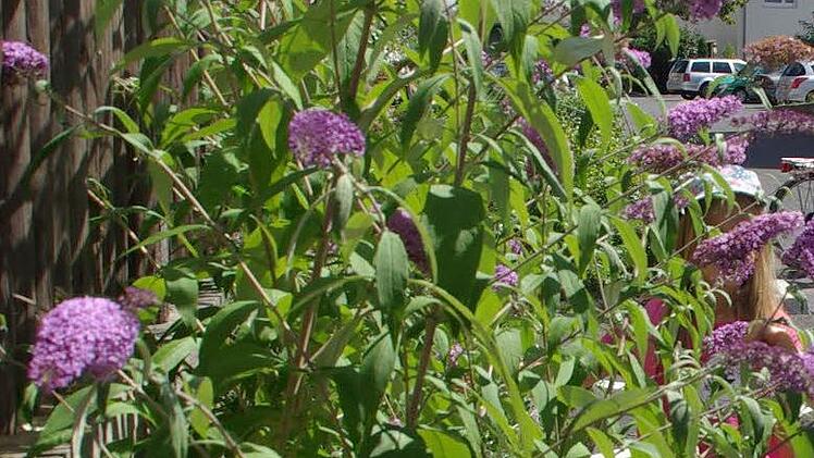 Die Buddleja alternifolia, der schmalblättrige oder überhängende Sommerflieder Foto: Archiv