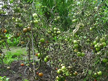 Symbolbild von noch grünen Tomaten (Foto: kra)