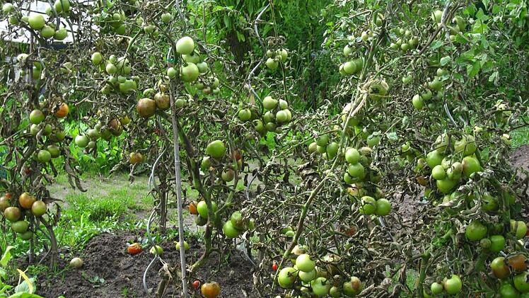 Symbolbild von noch grünen Tomaten (Foto: kra)