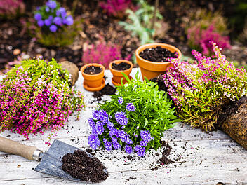 Winterharte Heidepflanzen für Balkon und Garten