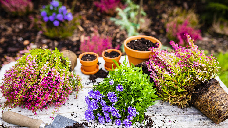 Winterharte Heidepflanzen für Balkon und Garten