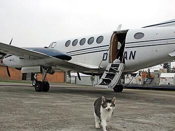 Der Flugplatz in Haßfurt - hier mit der Flugplatzkatze vor der King Air Turboprop-Maschine - ist in finanziellen Schwierigkeiten. Foto: Andreas Lösch/Archiv