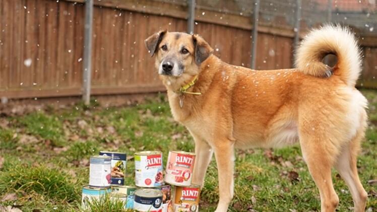 Tierheim Feucht: Hundefutter "schrumpft drastisch" - Aufruf an Bevölkerung gestartet