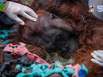 Orang-Utans auf Borneo
